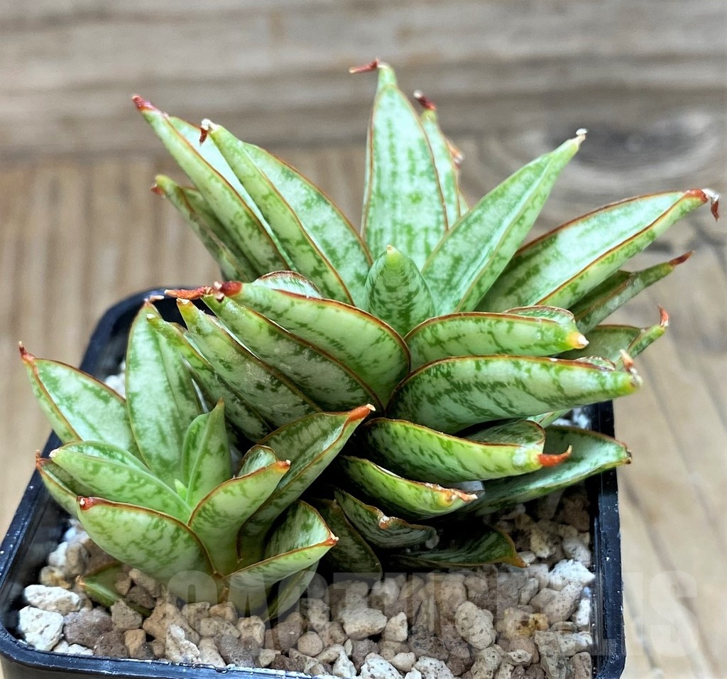 SH20228 Sansevieria ‘Margarita’