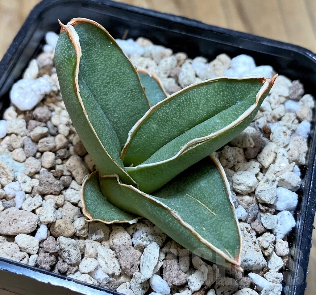 SH20231 Sansevieria 'Samurai' - Image 2