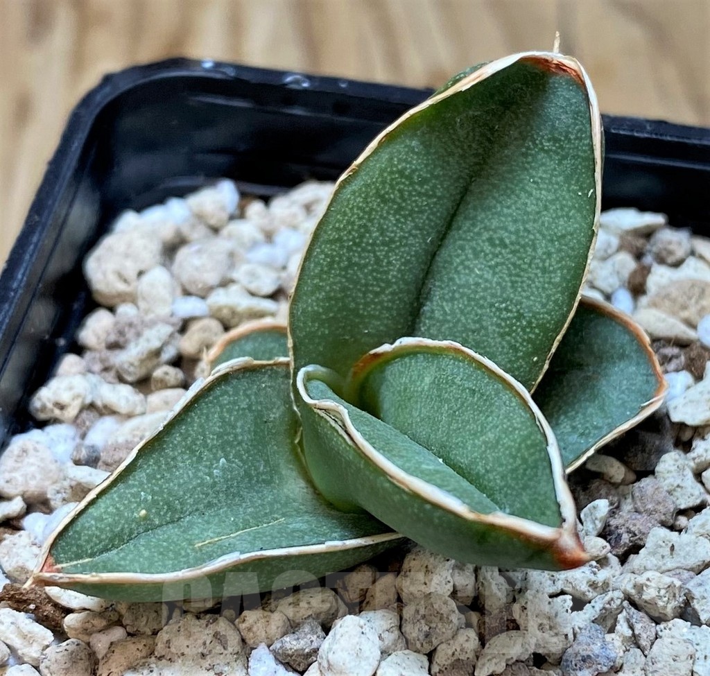 SH20231 Sansevieria 'Samurai'