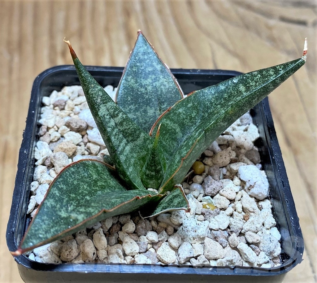 SH20233 Sansevieria 'Black Diamond'