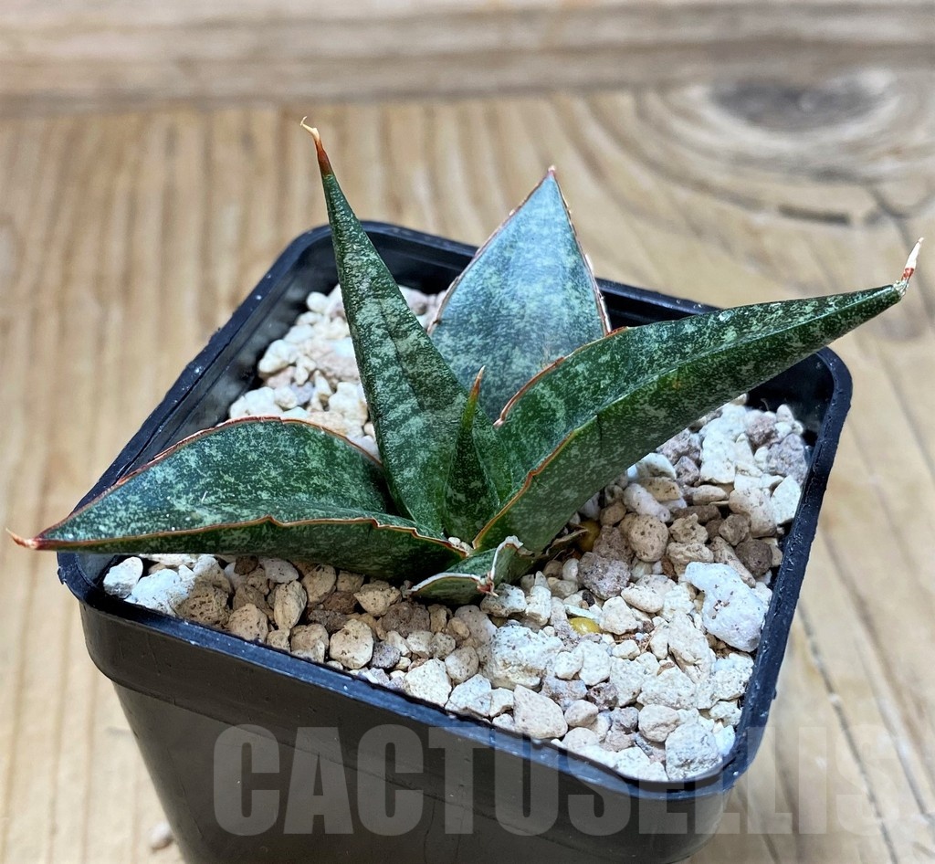 SH20233 Sansevieria 'Black Diamond' - Image 2