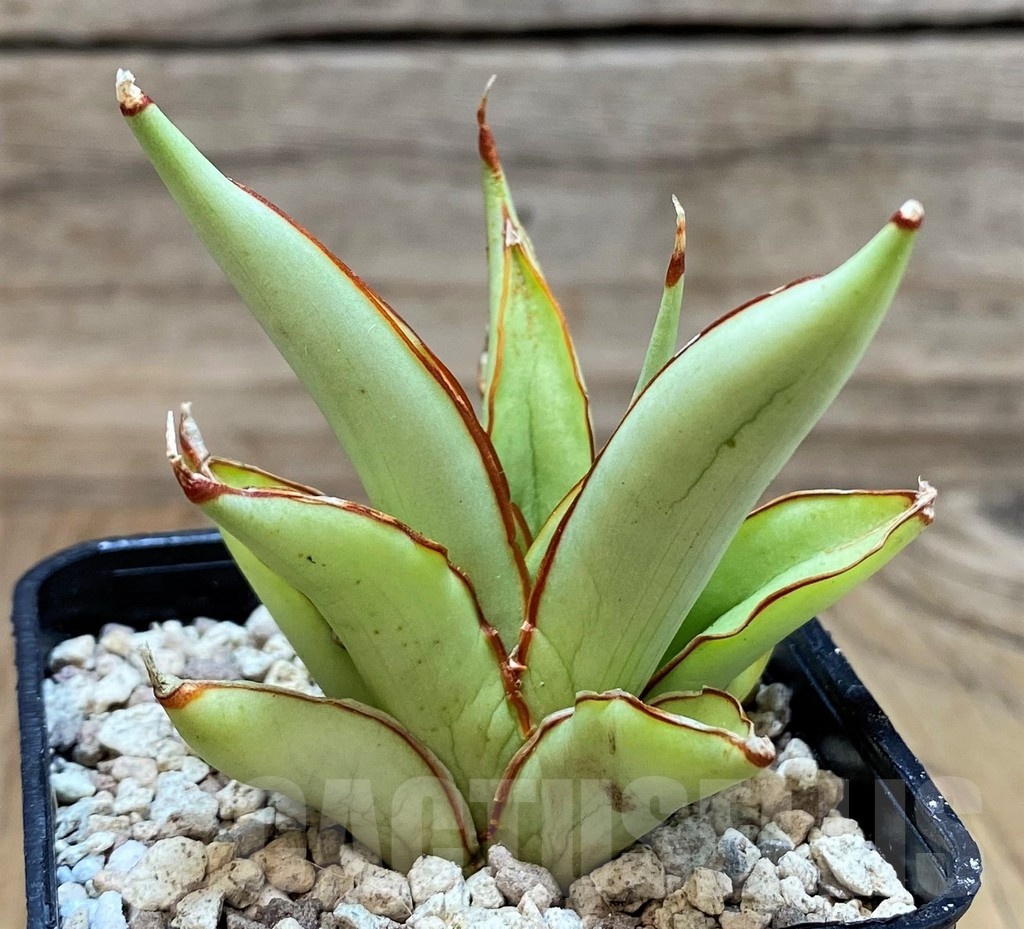 SH20236 Sansevieria ‘Chao Phraya’ - Image 2