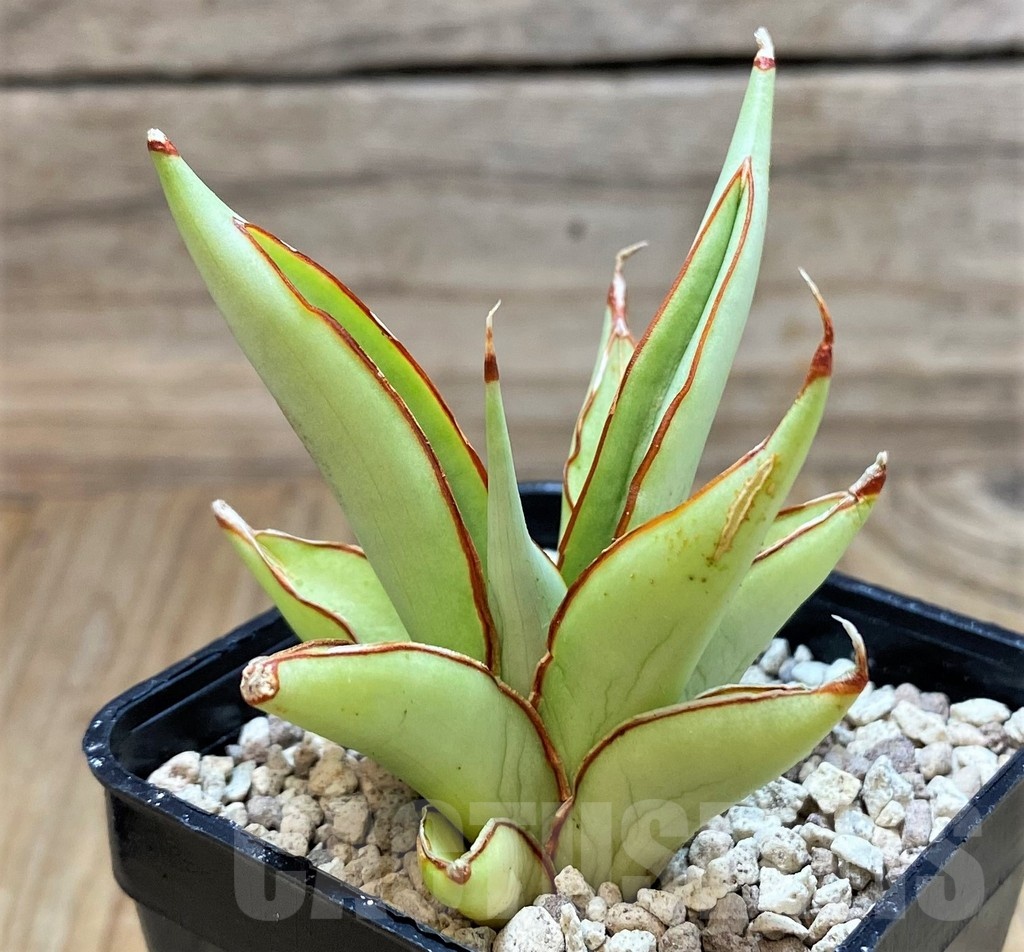 SH20236 Sansevieria ‘Chao Phraya’