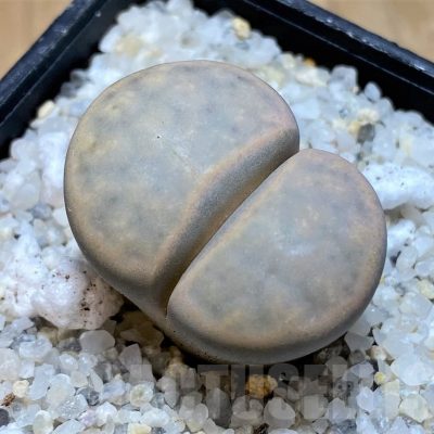SH20392 Lithops karasmontana v. opalina