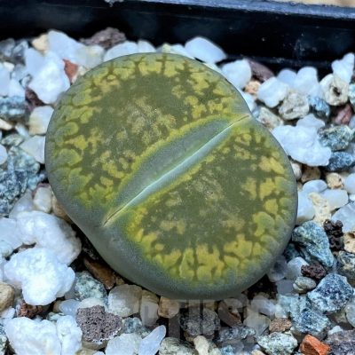 SH20395 Lithops aucampiae 'Jackson's Jade'