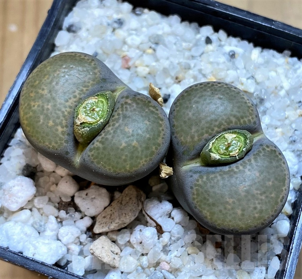 SH20401 Lithops terricolor v. peersii SH1693