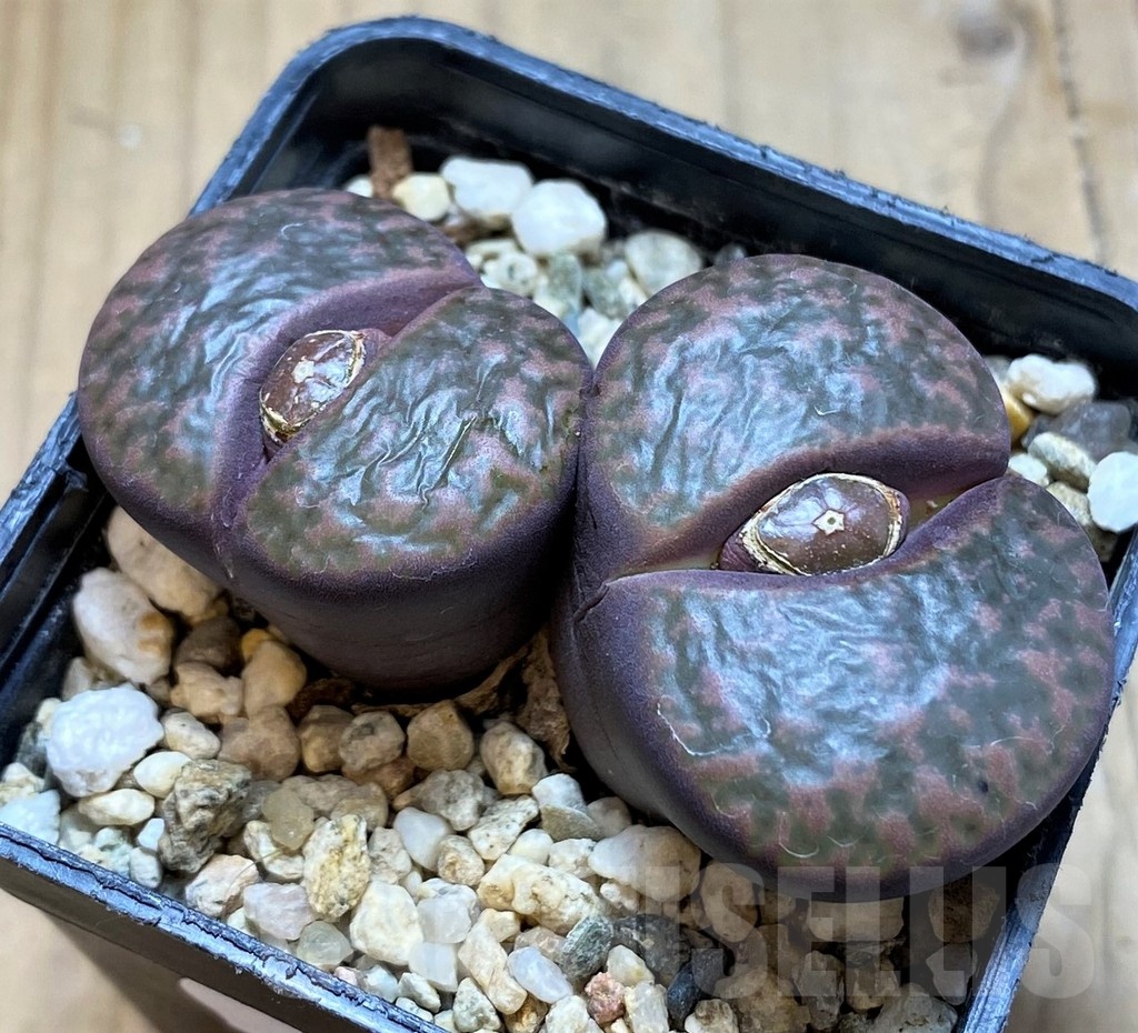 SH20403 Lithops bromfieldii v. glaudinae 'Embers' C393A