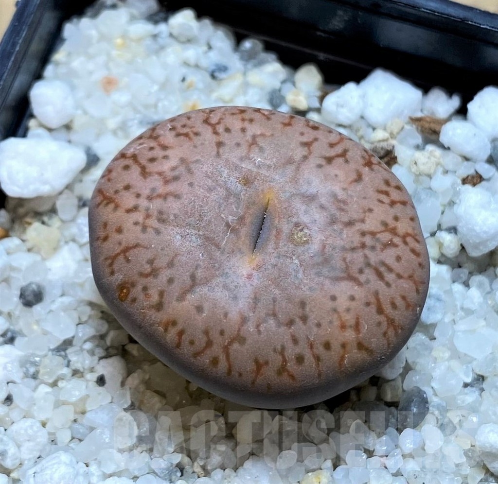 SH20405 Lithops pseudotruncatella