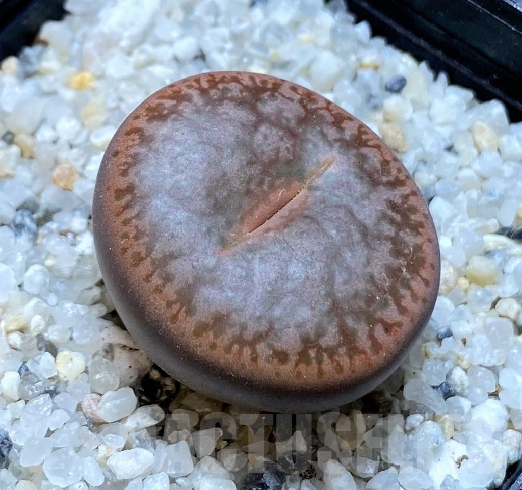 SH20406 Lithops pseudotruncatella