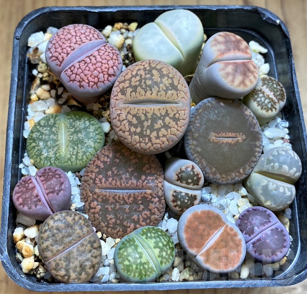SH20408 Lithops mix