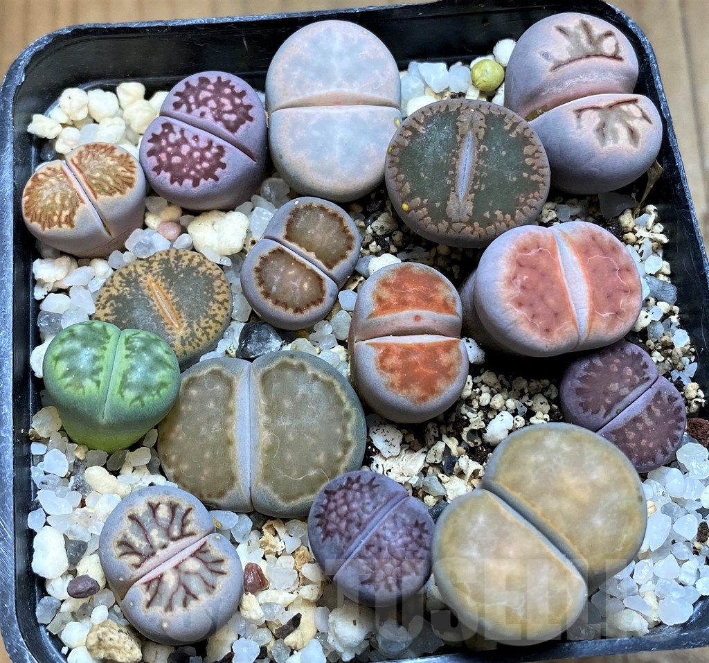 SH20409 Lithops mix