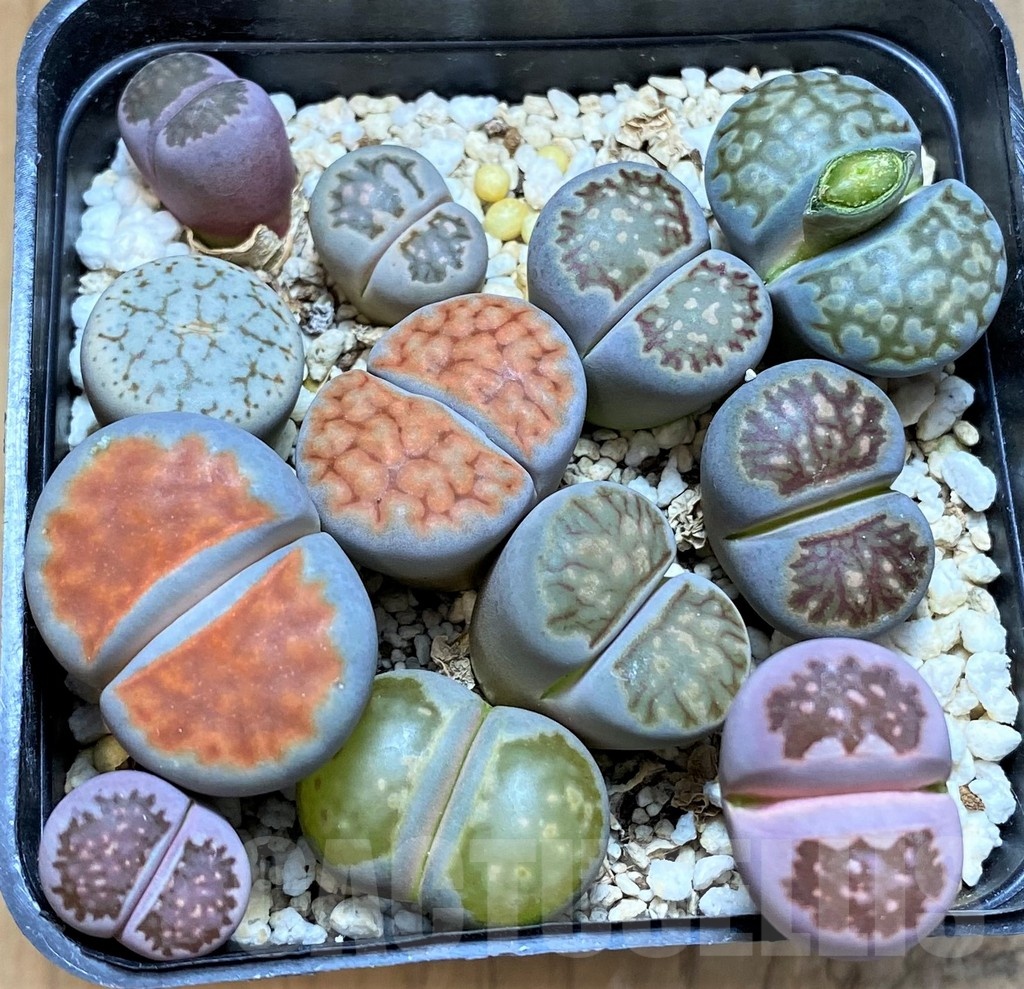 SH20413 Lithops mix