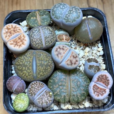 SH20415 Lithops mix
