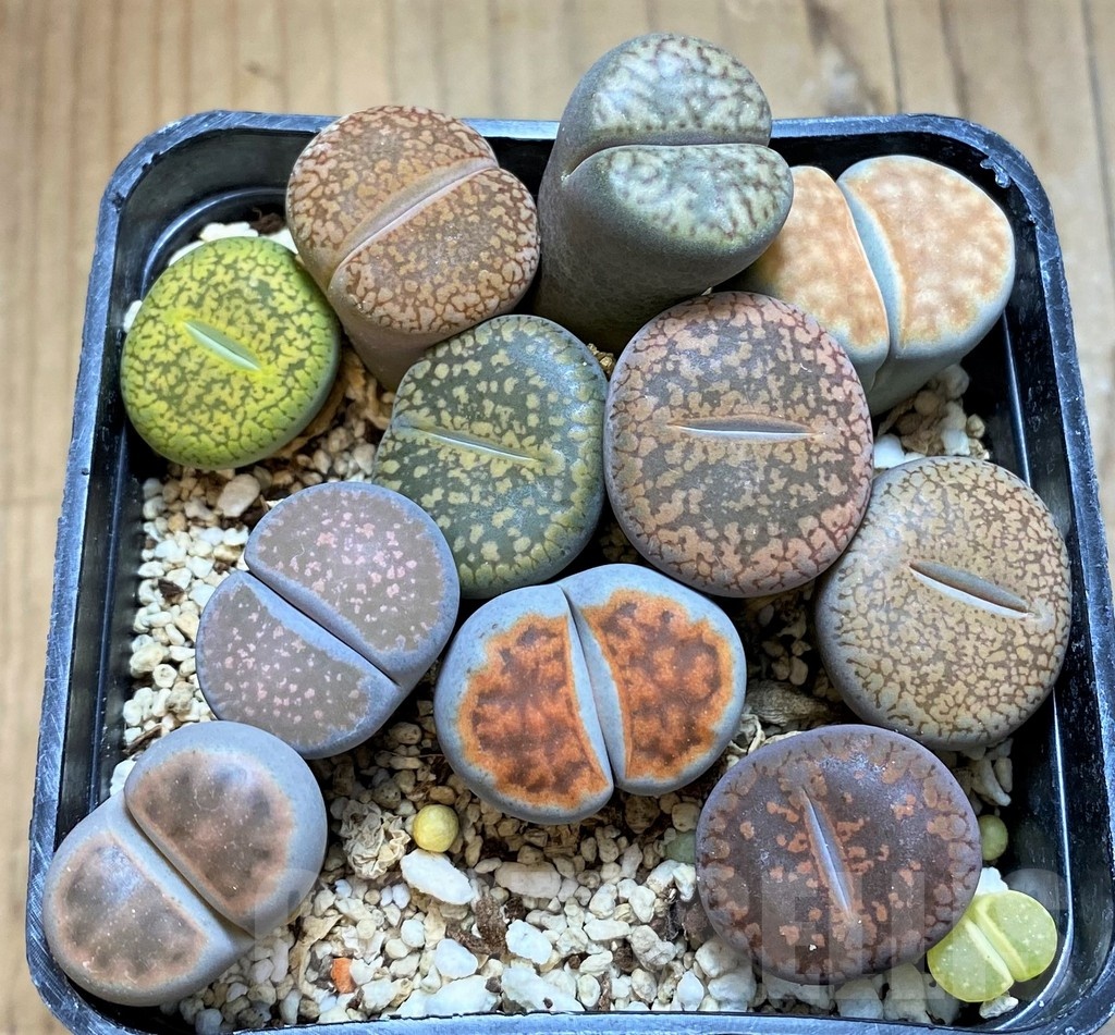 SH20416 Lithops mix