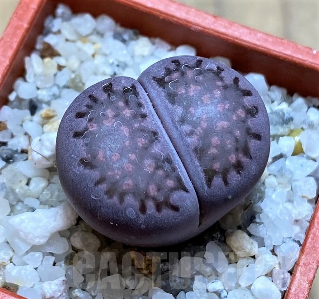 SH20341 Lithops salicola 'Sato's Violet' hybrid