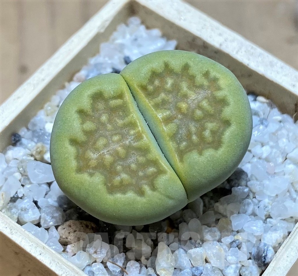 SH20352 Lithops hallii 'Green Soapstone'