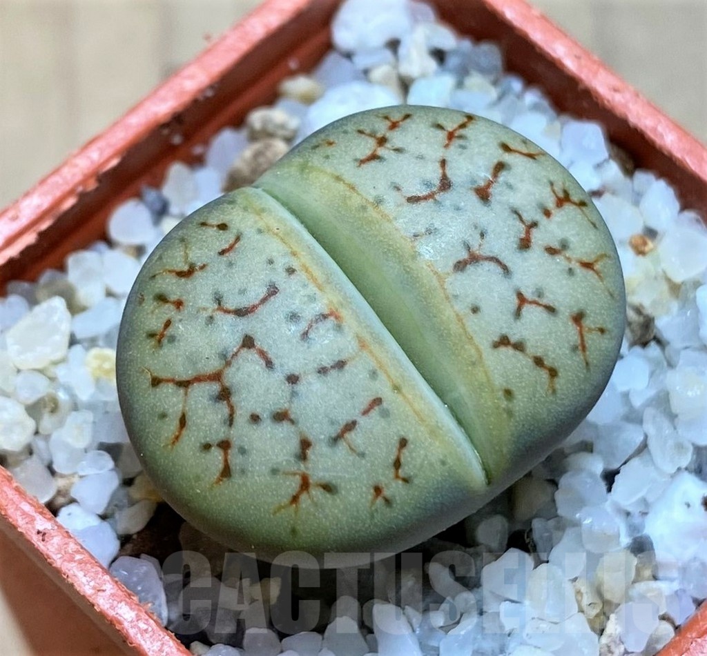 SH20356 Lithops 'Talisman' F2