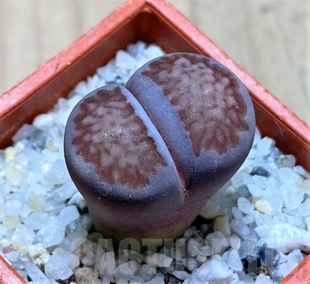 SH20342 Lithops salicola 'Sato's Violet' hybrid