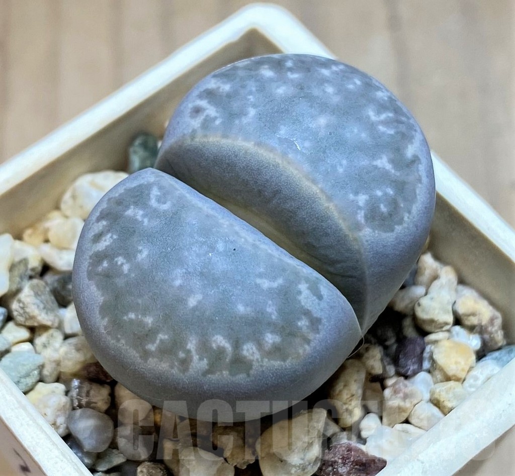 SH20359 Lithops marmorata