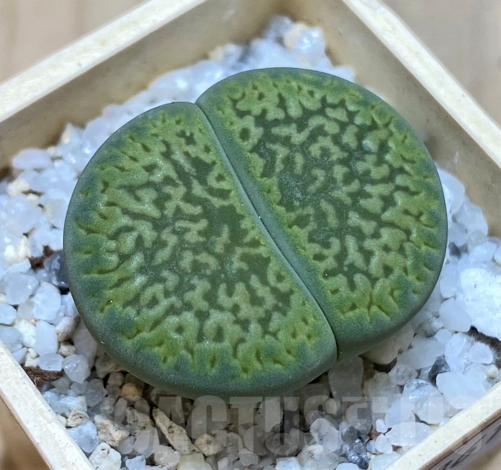 SH20361 Lithops hookeri 'Anna Rosa'