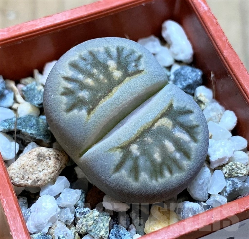 SH20343 Lithops julii ‘Kikushogiyoku’ hybrid