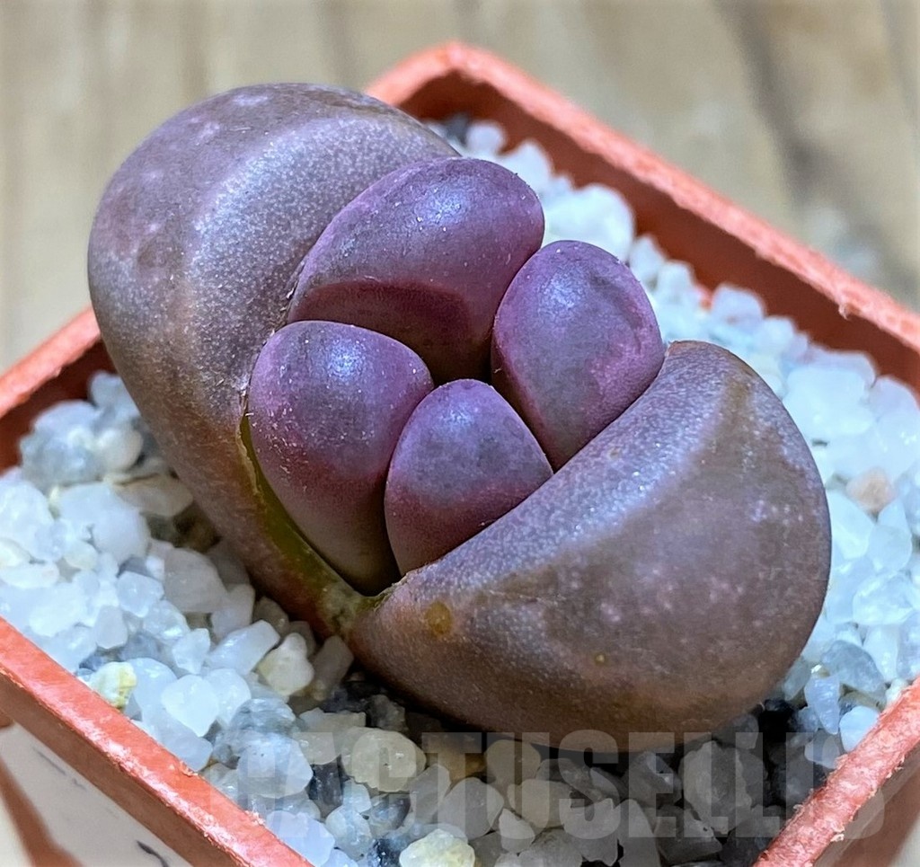 SH20369 Lithops optica 'Rubra'