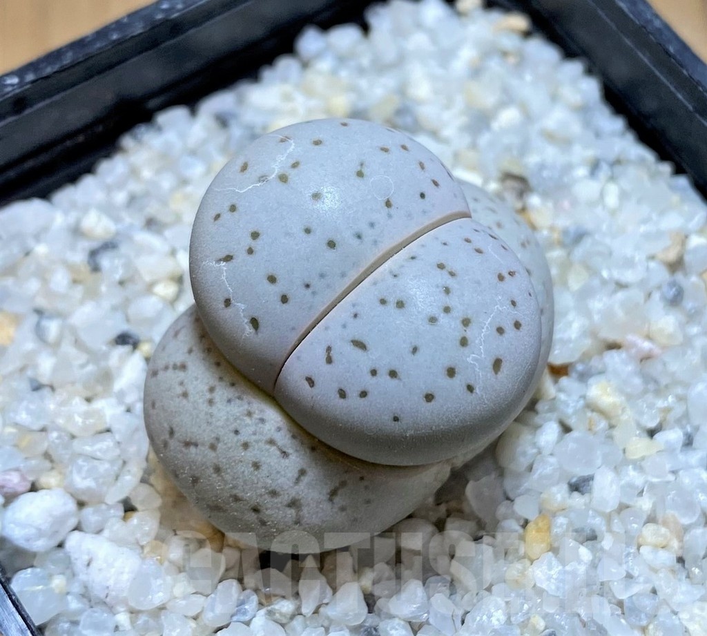 SH20378 Dinteranthus vanzylii