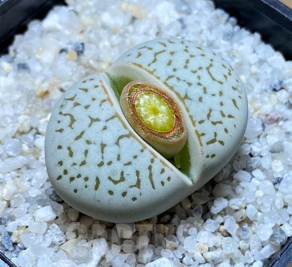 SH20379 Dinteranthus vanzylii