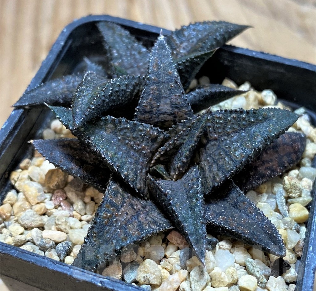 SH20526 Haworthia koelmaniorum 'Black Dragon'