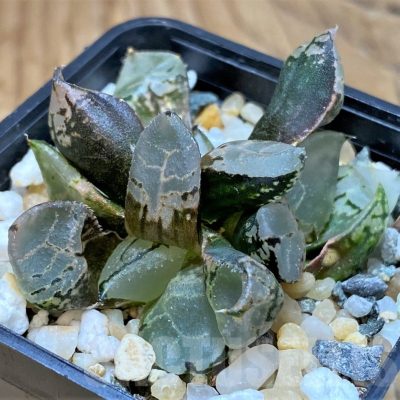 SH20553 Haworthia comptoniana mutant