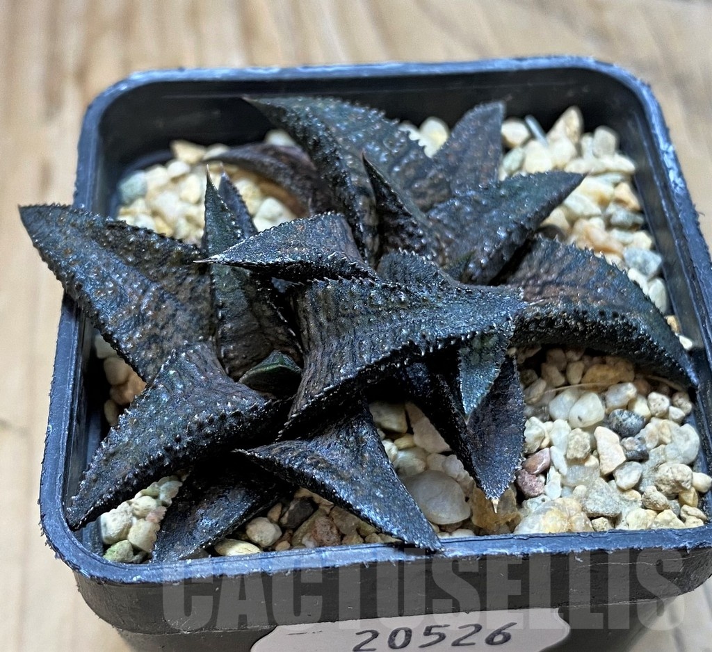 SH20526 Haworthia koelmaniorum 'Black Dragon' - Image 2