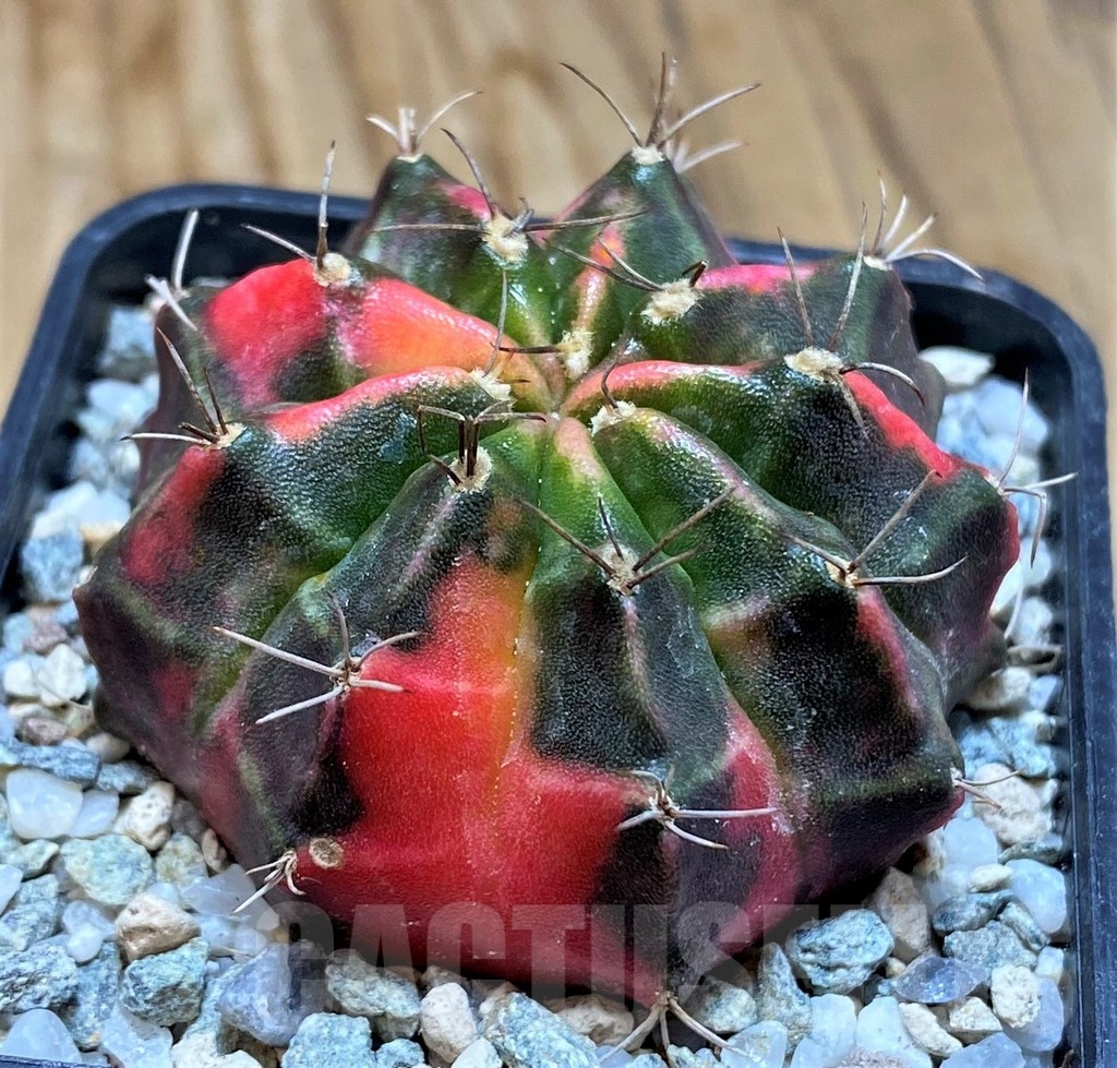 SH20564 Gymnocalycium mihanovichii ‘Pink Tiger' - Image 2