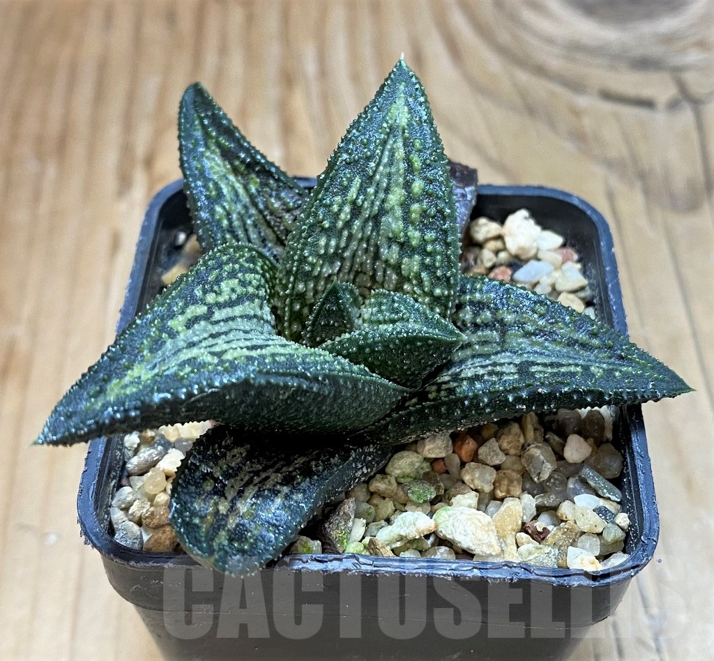 SH20527 Haworthia 'Kintaikyo' - Image 2