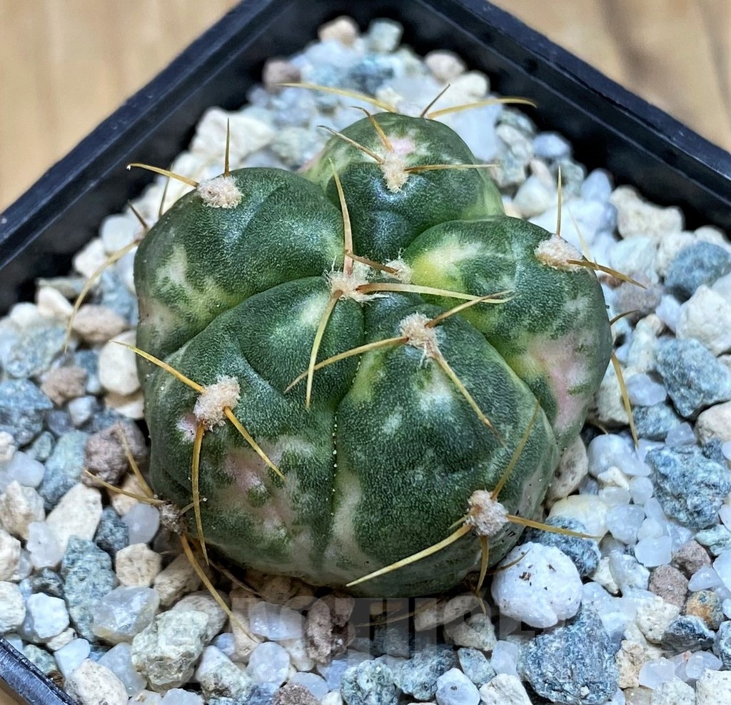 SH20566 Gymnocalycium horstii f. variegata - Image 2