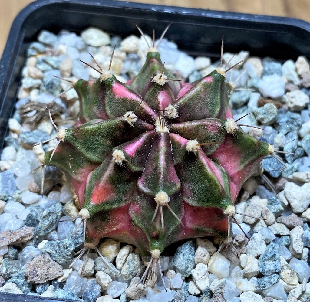 SH20572 Gymnocalycium mihanovichii ‘Tanzanite' - Image 2