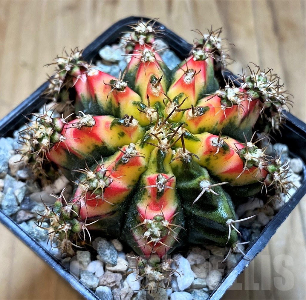 SH20582 Gymnocalycium mihanovichii 'Multicolor' - Image 2