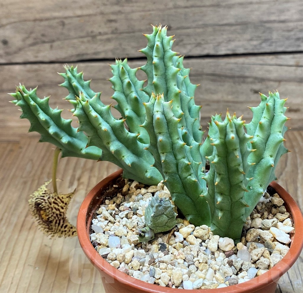SH20523 Huernia hystrix - Image 2