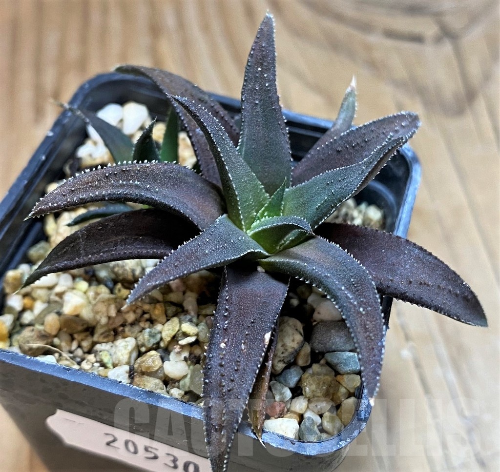 SH20530 Haworthia attenuata hybrid, seedling