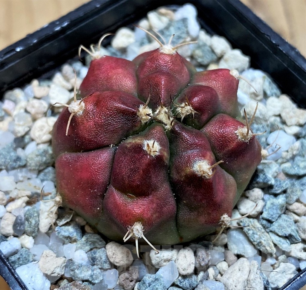 SH20591 Gymnocalycium mihanovichii 'Deadpool' - Image 2