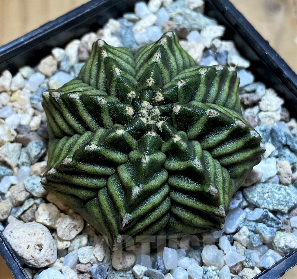 SH20592 Gymnocalycium mihanovichii ‘Kanamchan' - Image 2