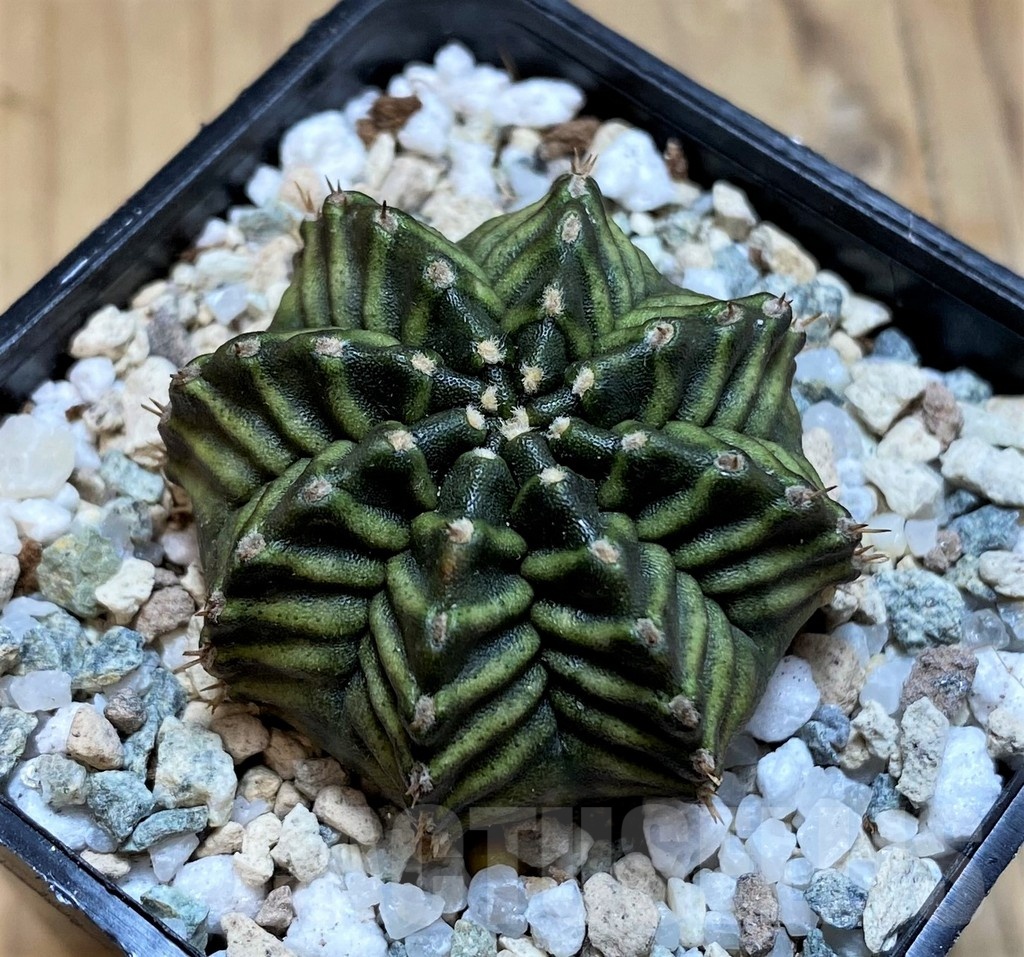 SH20593 Gymnocalycium mihanovichii ‘Kanamchan' - Image 2
