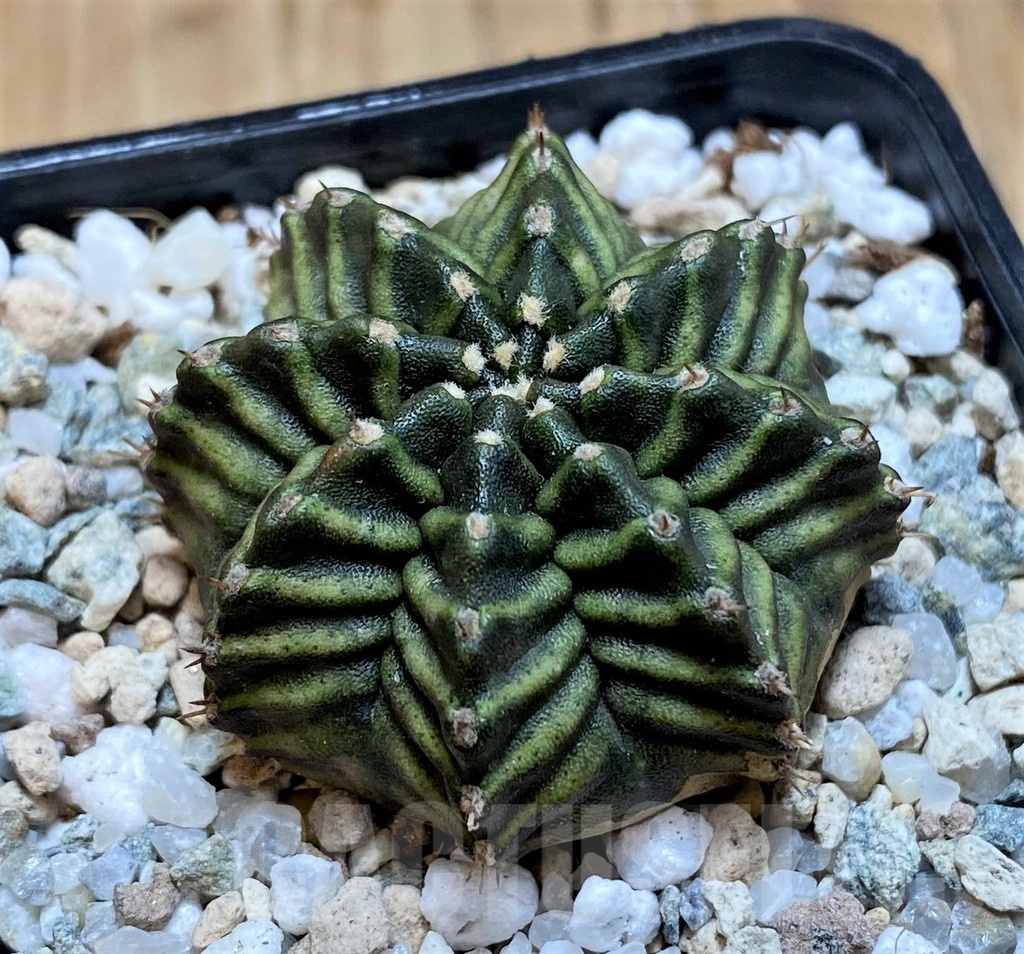 SH20593 Gymnocalycium mihanovichii ‘Kanamchan'