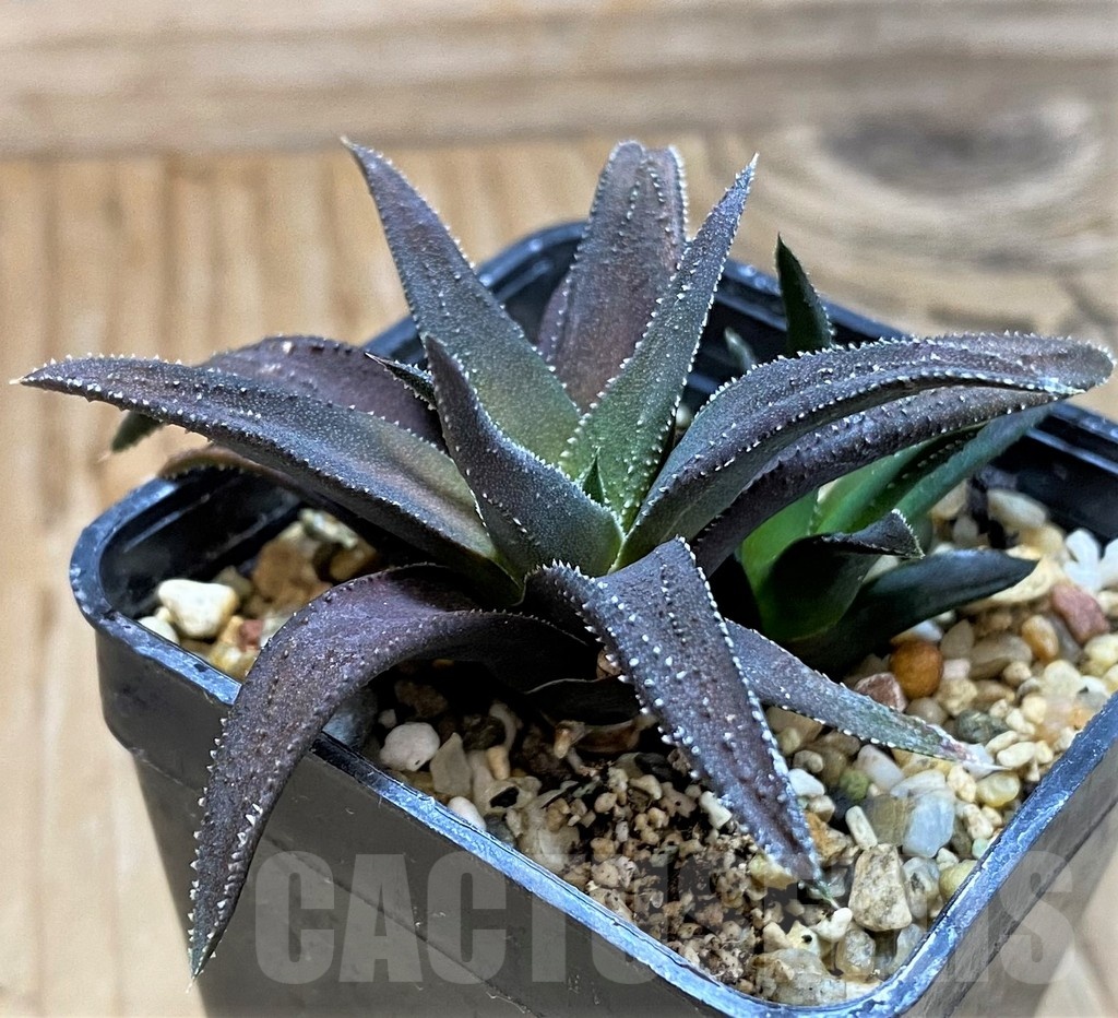 SH20530 Haworthia attenuata hybrid, seedling - Image 2