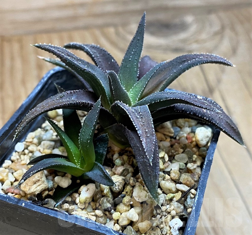 SH20530 Haworthia attenuata hybrid, seedling - Image 3