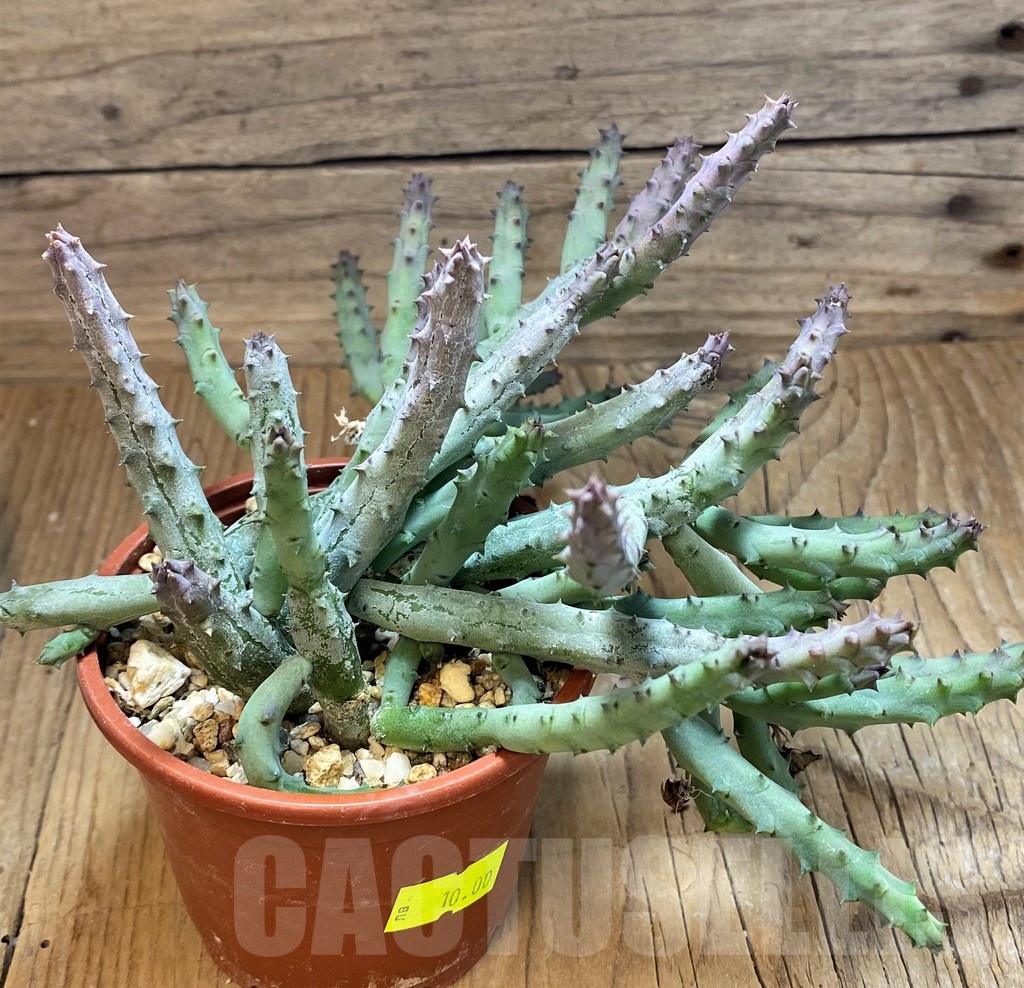 SH20524 Huernia pendurata - Image 2