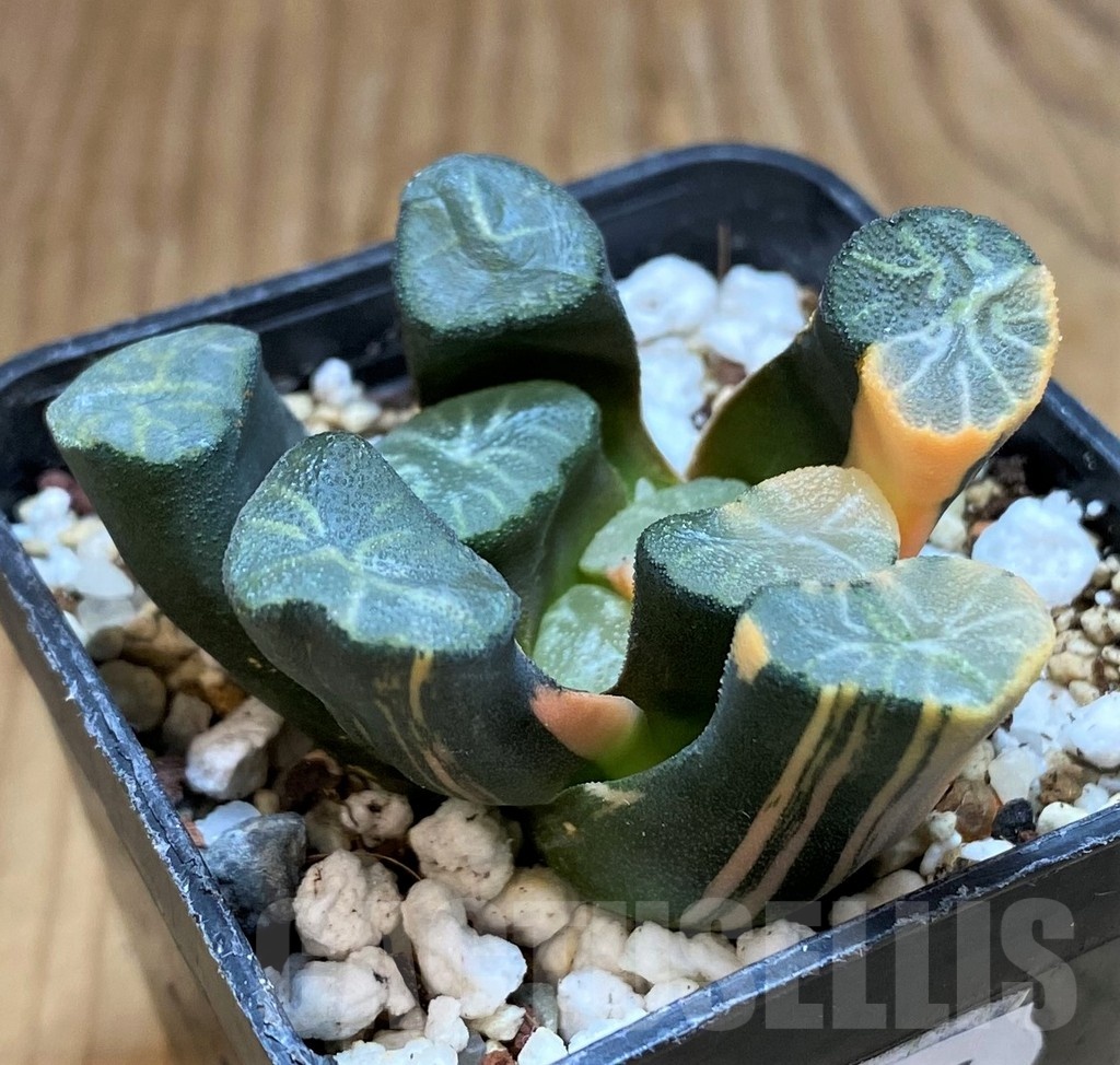 SH20535 Haworthia maughanii f. variegata - Image 4