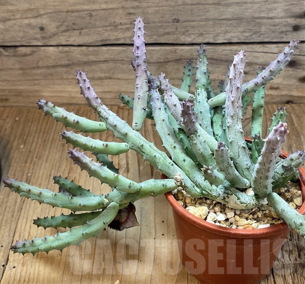 SH20524 Huernia pendurata - Image 3
