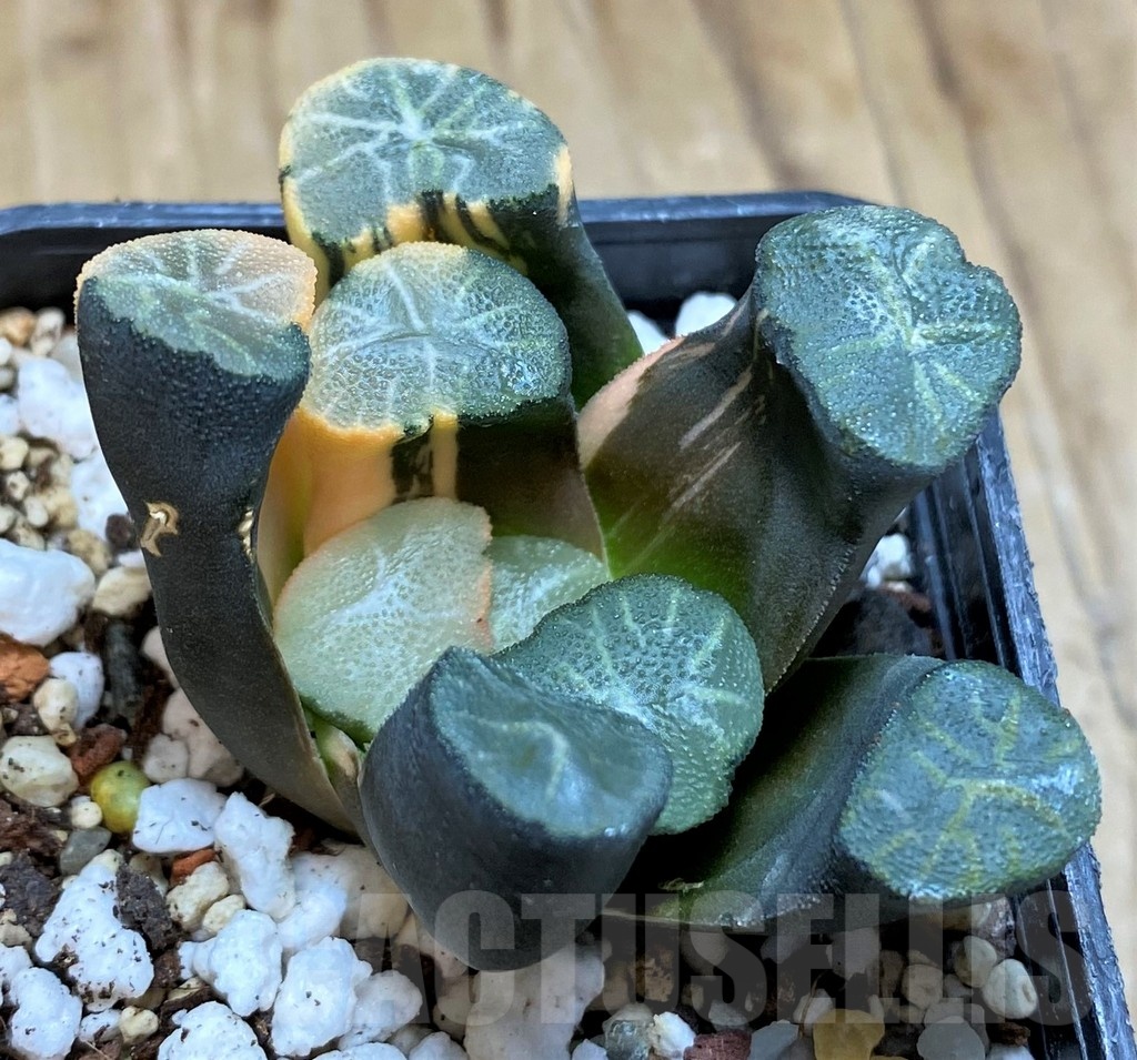 SH20535 Haworthia maughanii f. variegata - Image 3