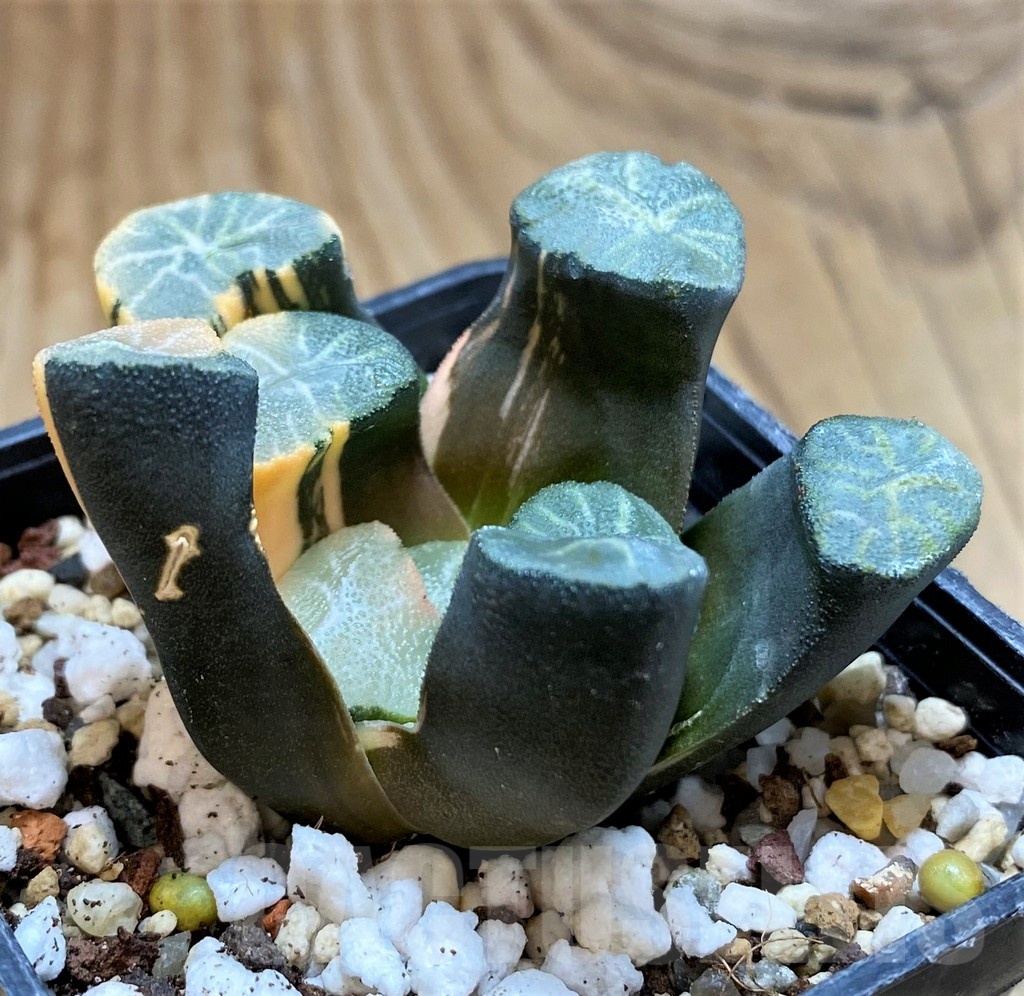 SH20535 Haworthia maughanii f. variegata - Image 2