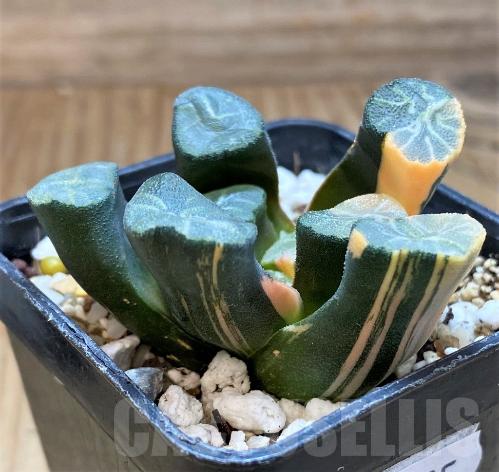 SH20535 Haworthia maughanii f. variegata